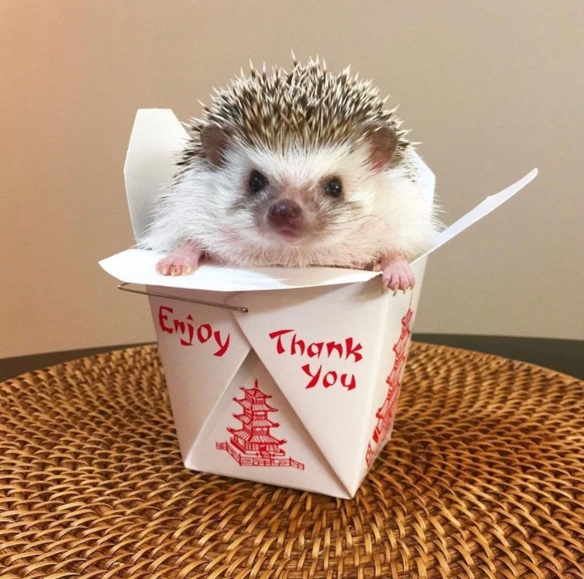 Фоточки ежиков