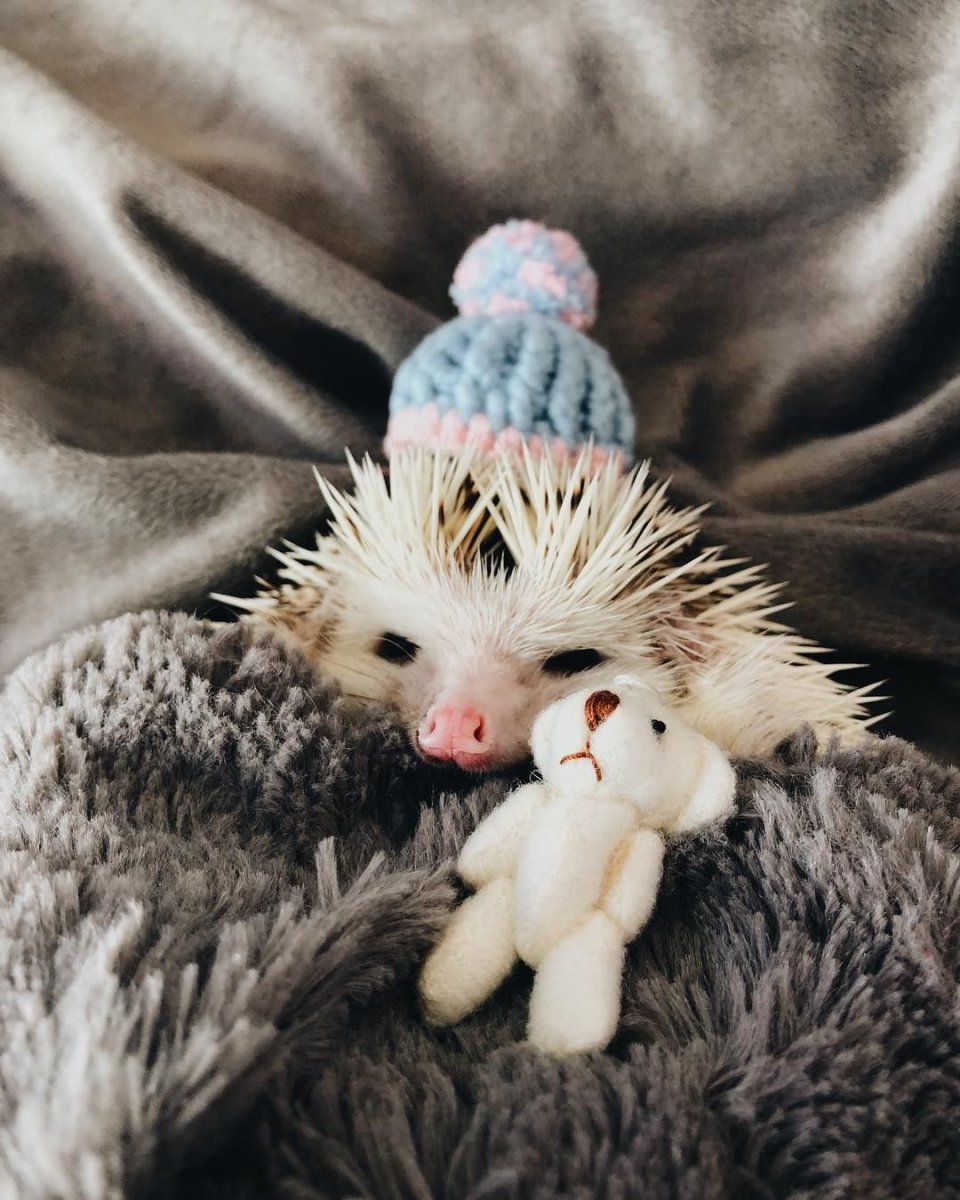 Сибирский еж