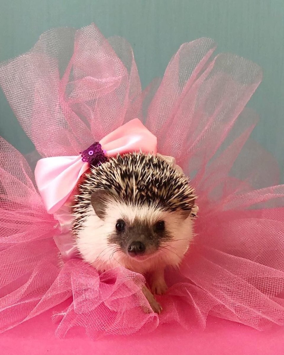 Еж с бантиком
