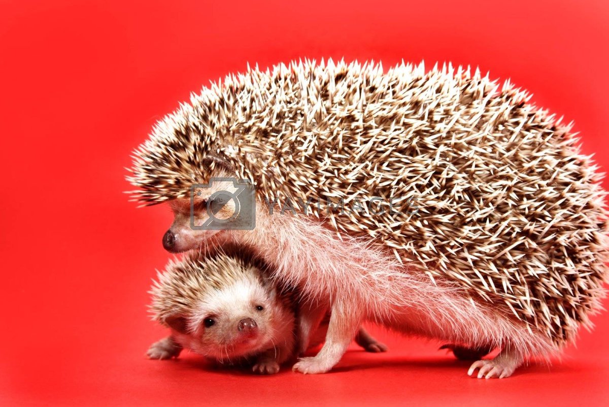 Ежонок и утёнок