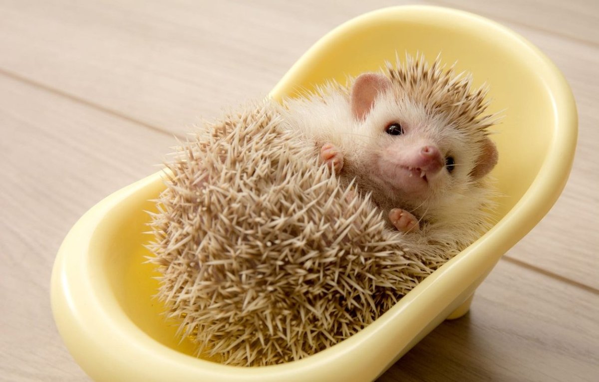 Смешной Ежик