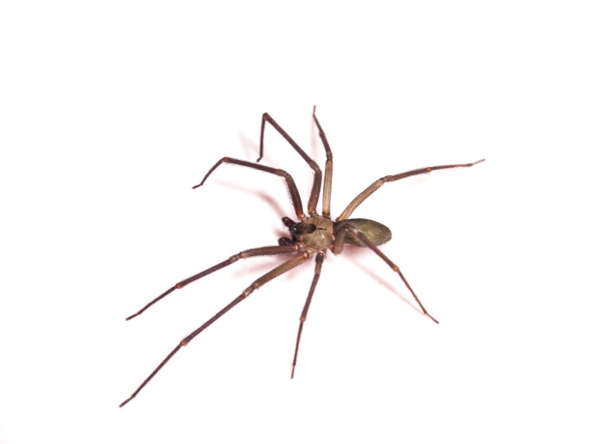 Паук коричневый с длинными лапами