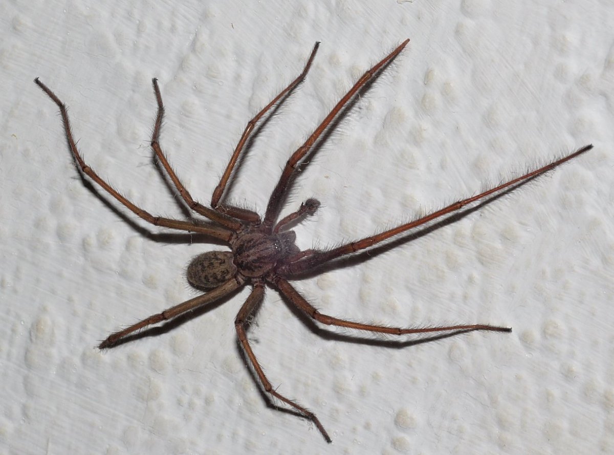 Паук Tegenaria atrica