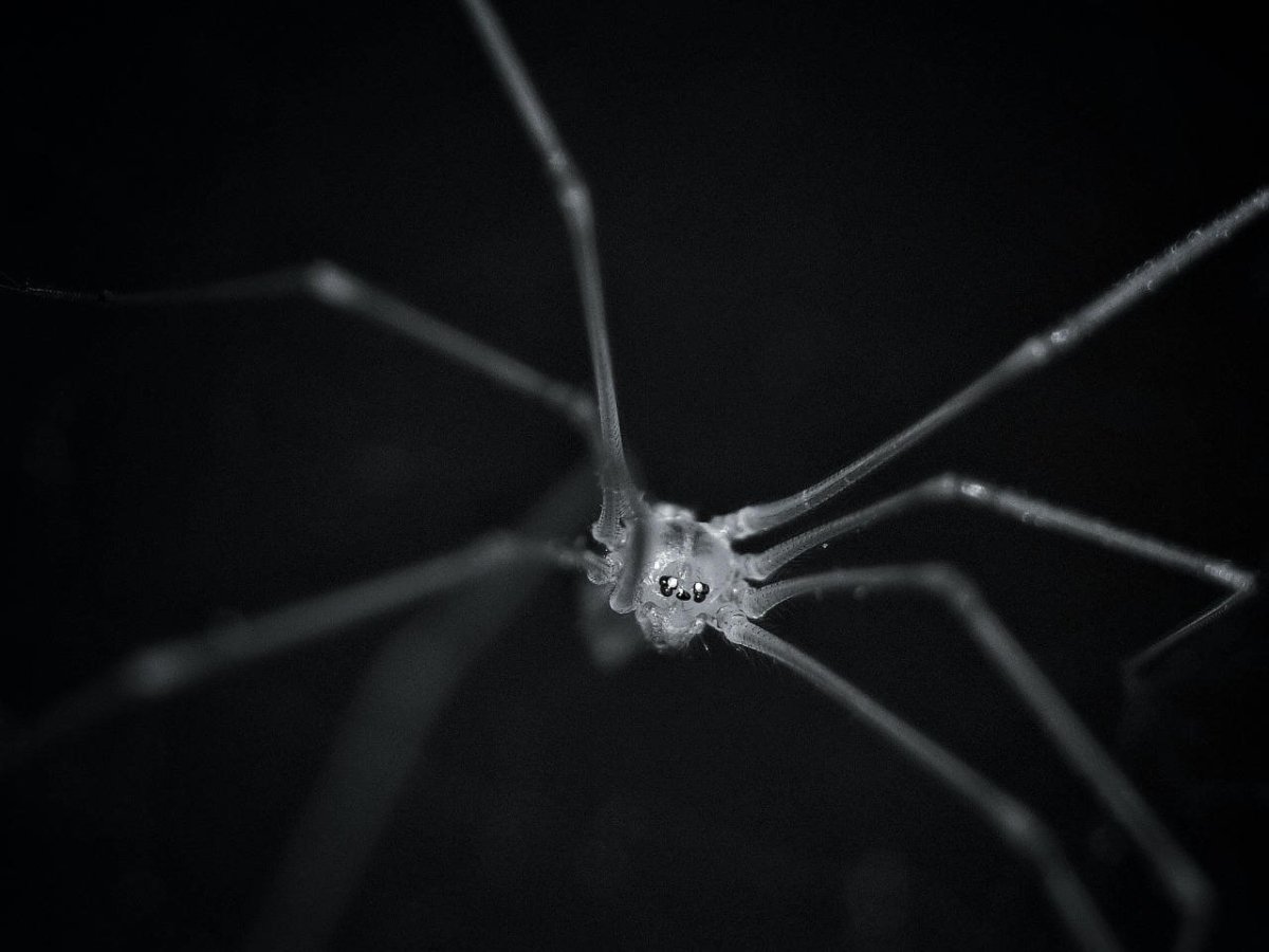 Черный домашний паук сенокосец