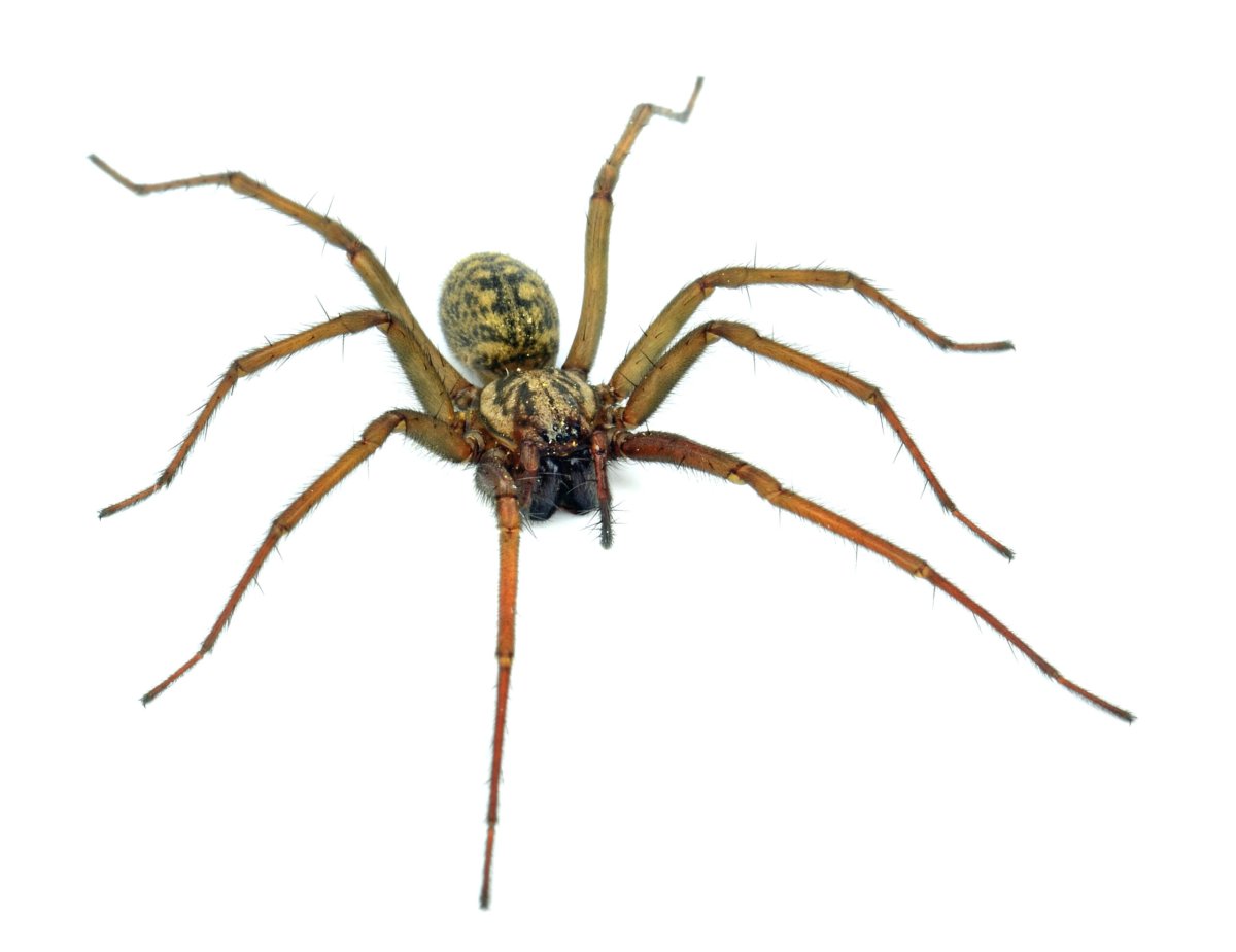 Белый паук с длинными ногами