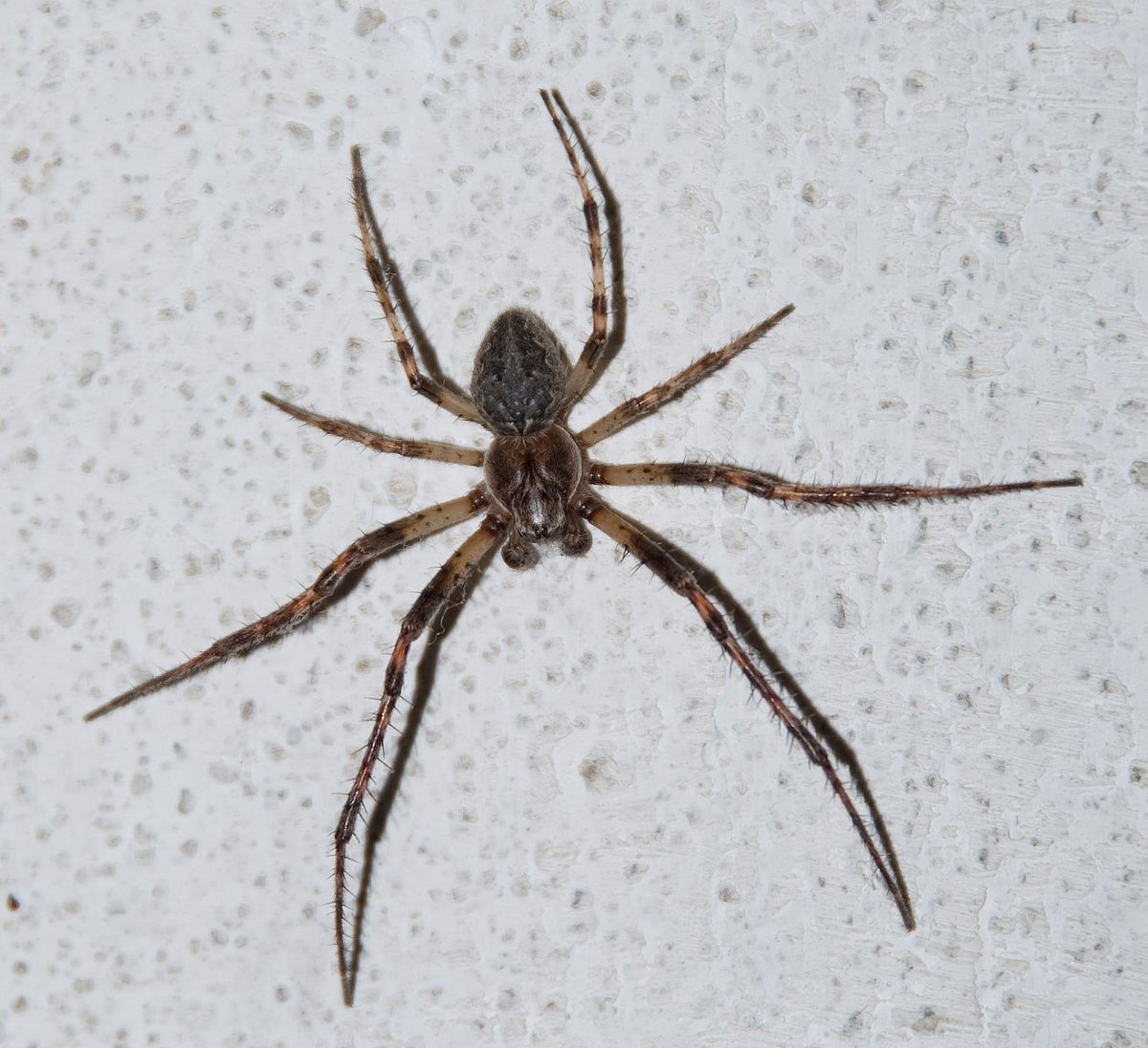 Пауки Сибири