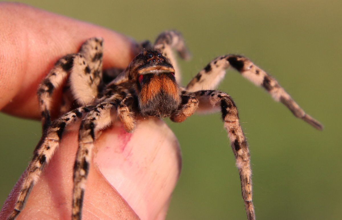 Южнорусский Тарантул
