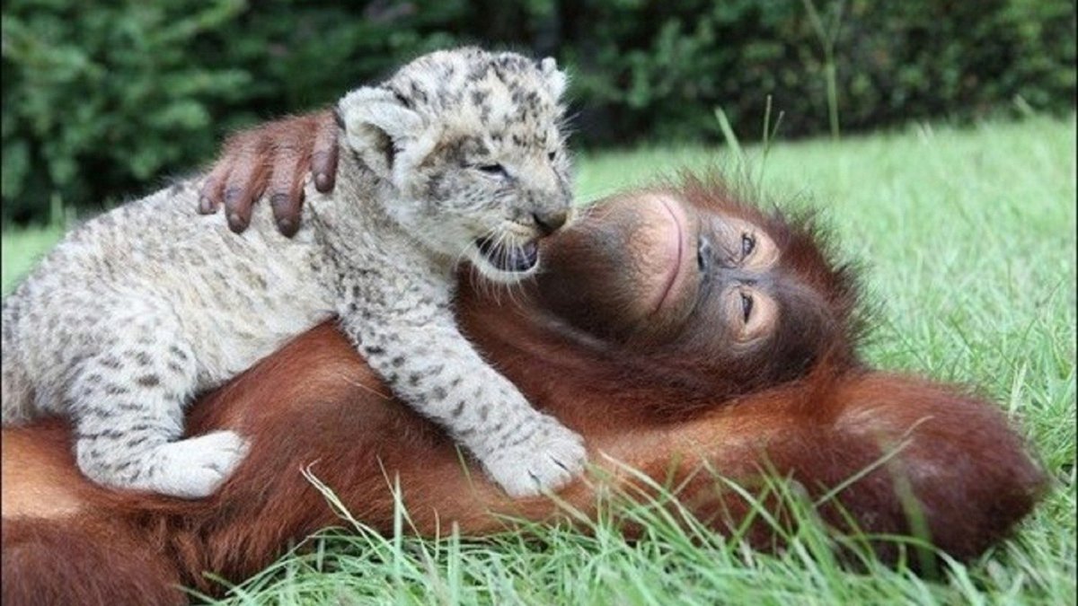 Объятия животных