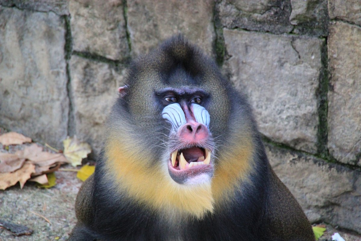 Обезьяны хищники