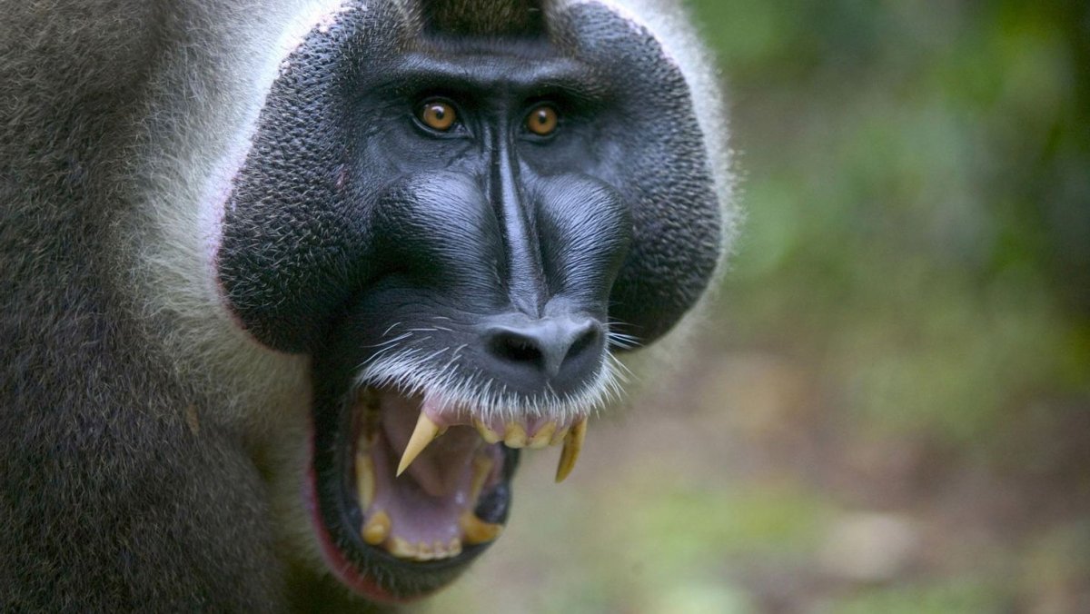 Обезьянка в джунглях