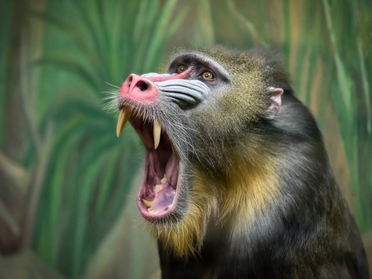 Мандрил Новосибирск зоопарк