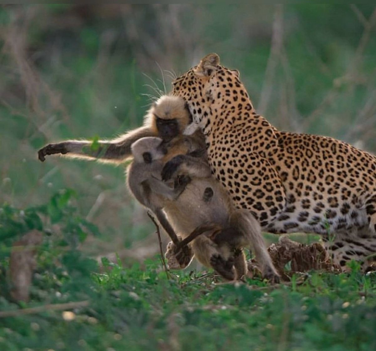 Лев спящий на дереве