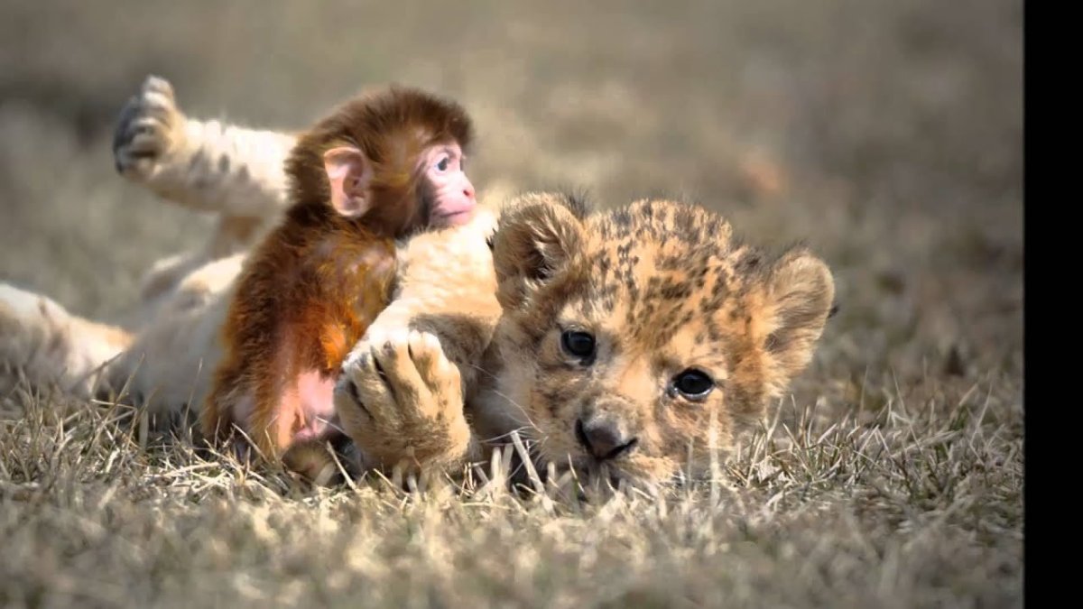 Детеныши животных