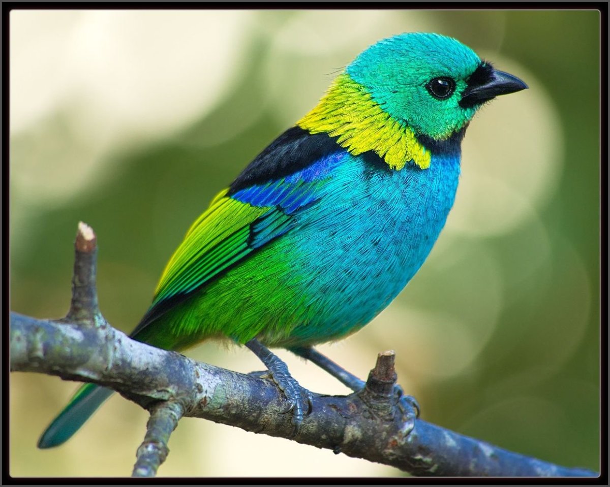 Мебель танагра картинка