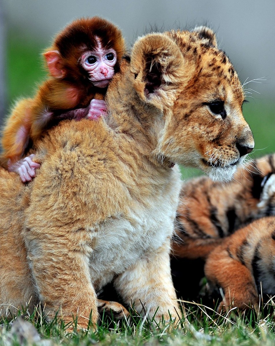 Тигрята и львята тигры львы