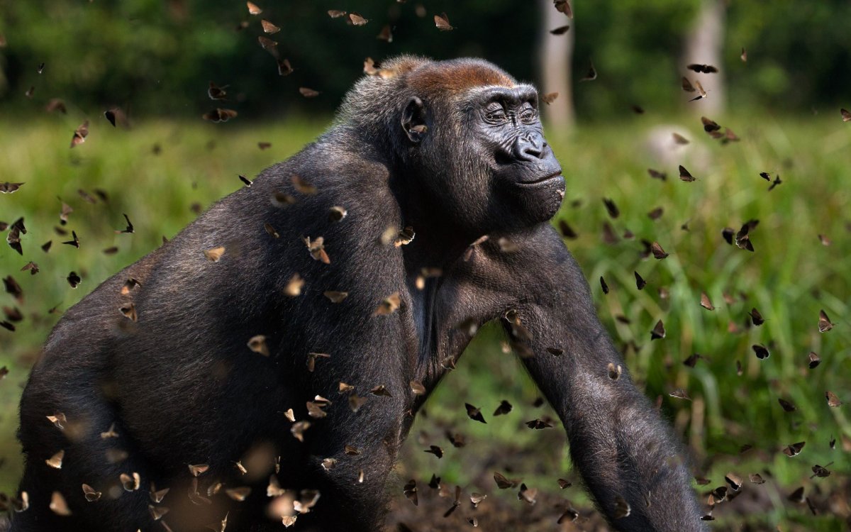 Горилла обои