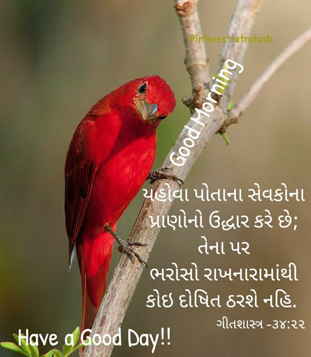 Синий шалашник птица