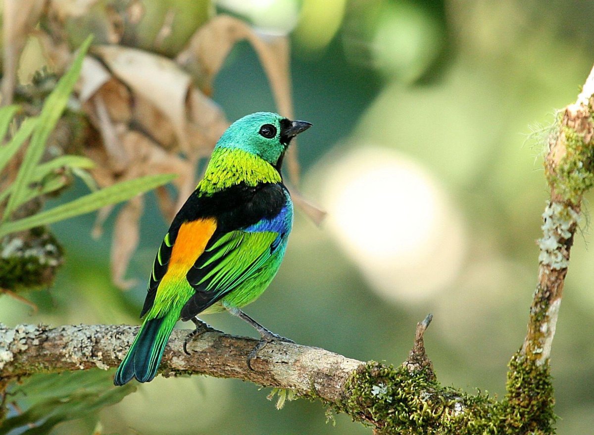 Райская танагра