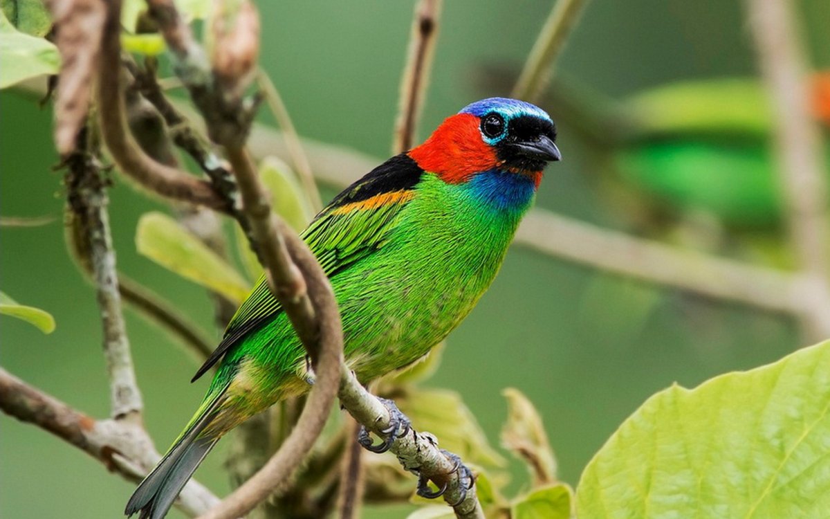 Кайеннская танагра