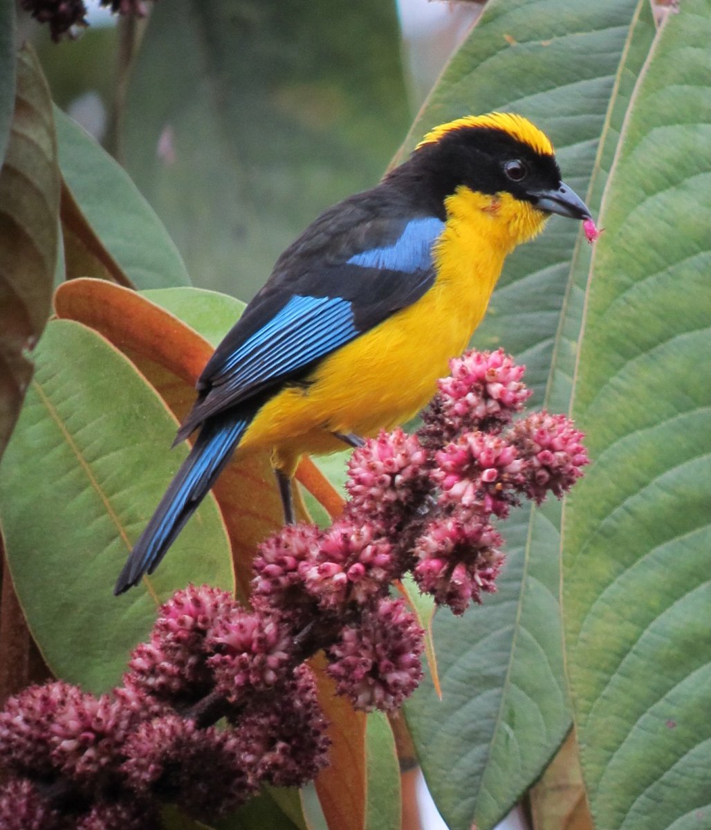 Семицветная танагра