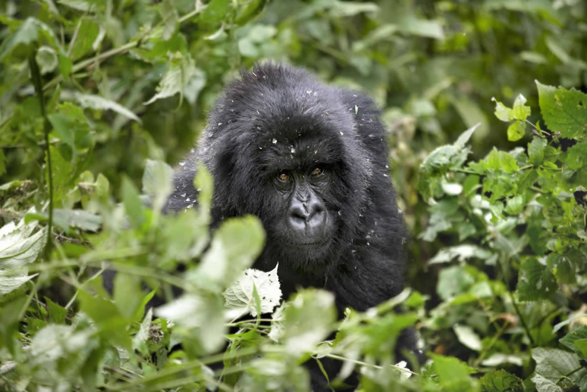 Горилла всеядная