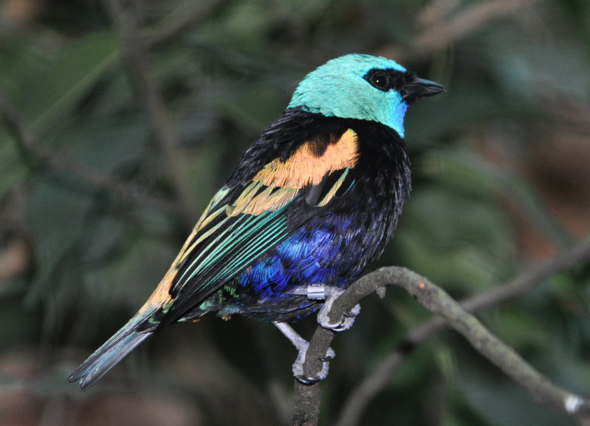 Птичка с желтой шапочкой