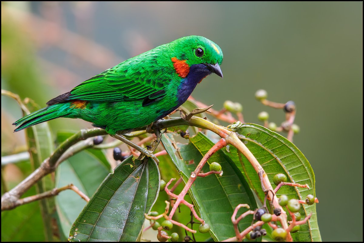 Рубиновый Зимородок