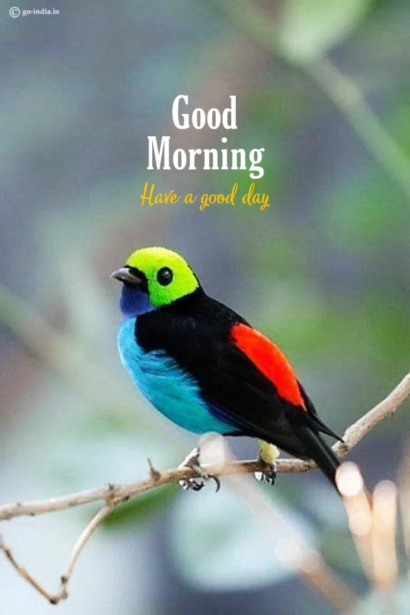 Зеленоголовая танагра