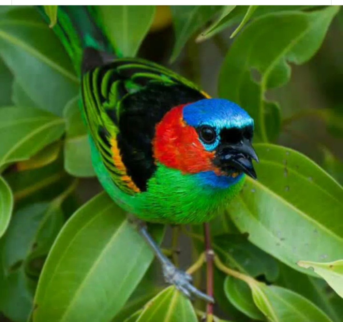 Семицветная танагра