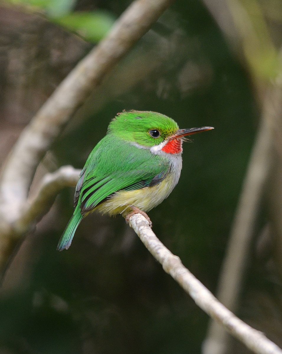 Танагра Дженони