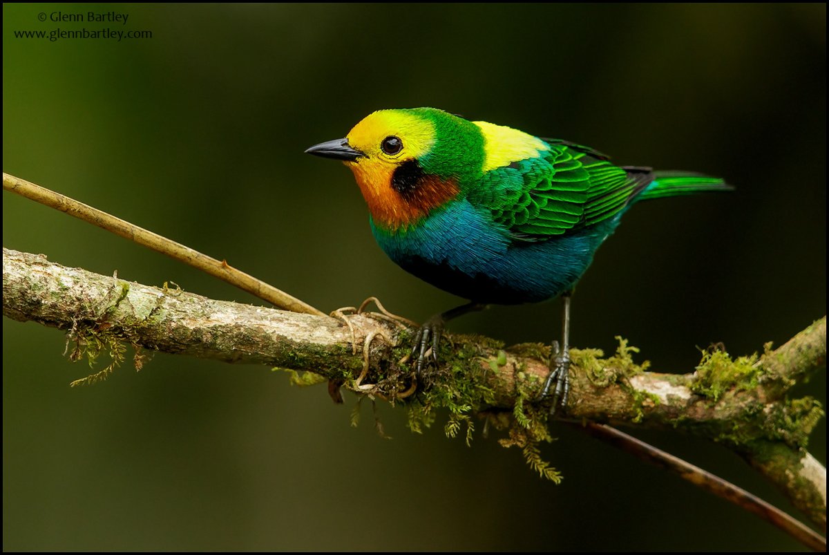 Темнолицая тростниковая танагра