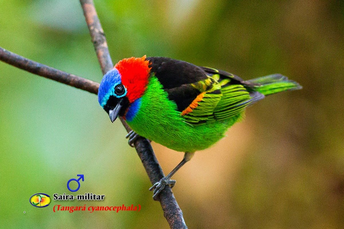 Райская танагра