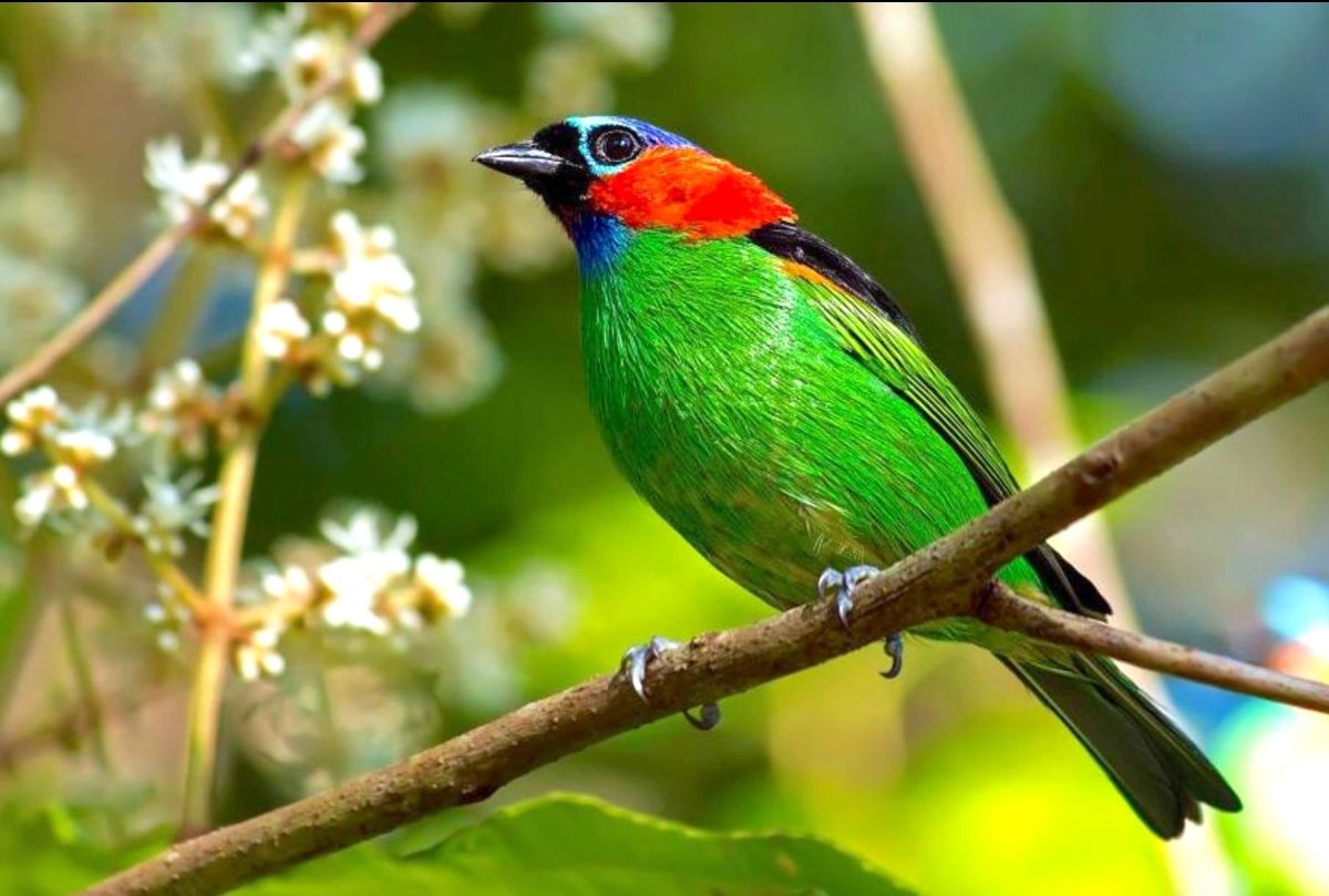 Красноухая цветная танагра (Chlorochrysa phoenicotis)