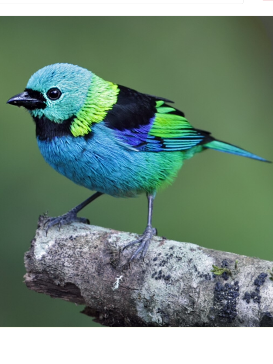 Райская танагра птица