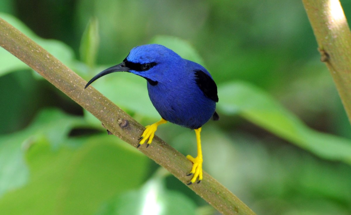 Райская танагра