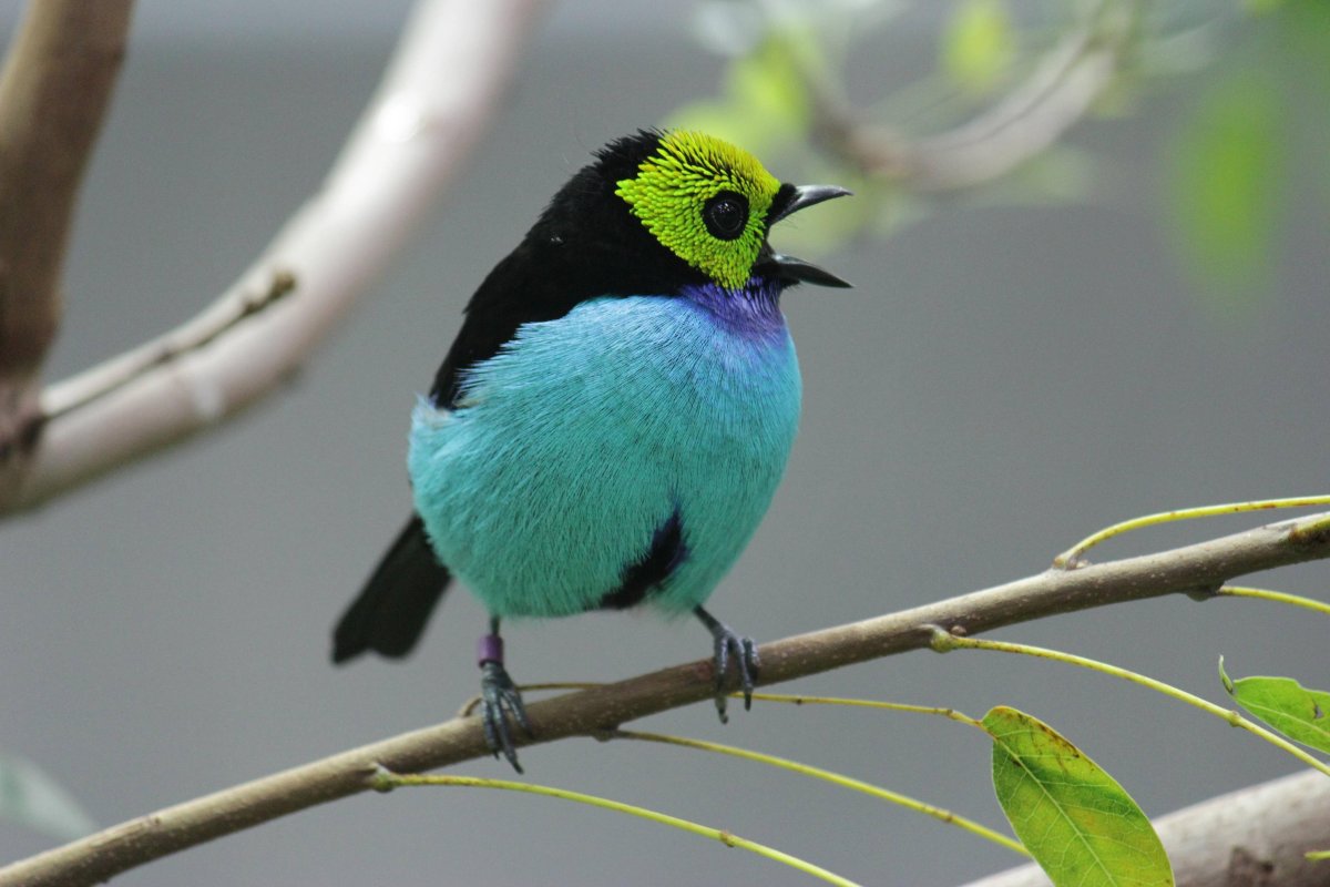 Семицветная танагра Крылья