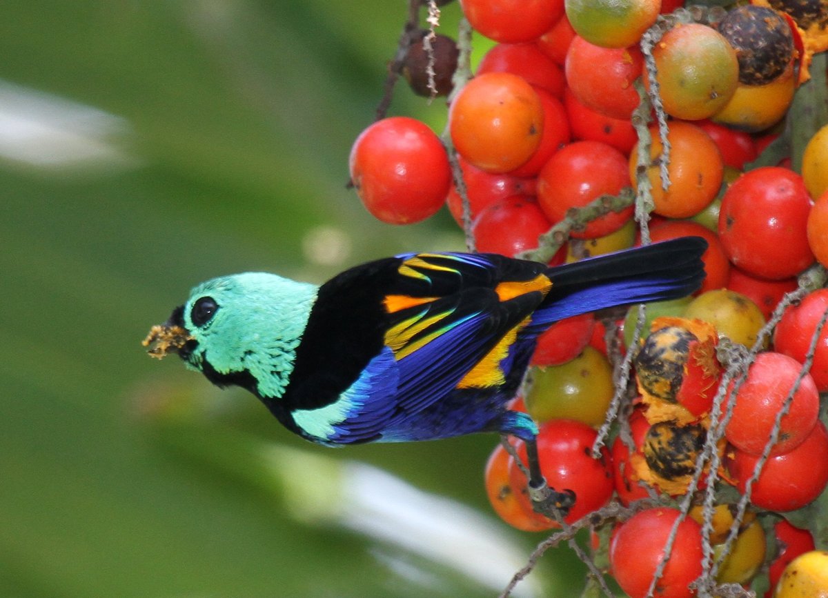 Яркие и привлекательные редкие птицы