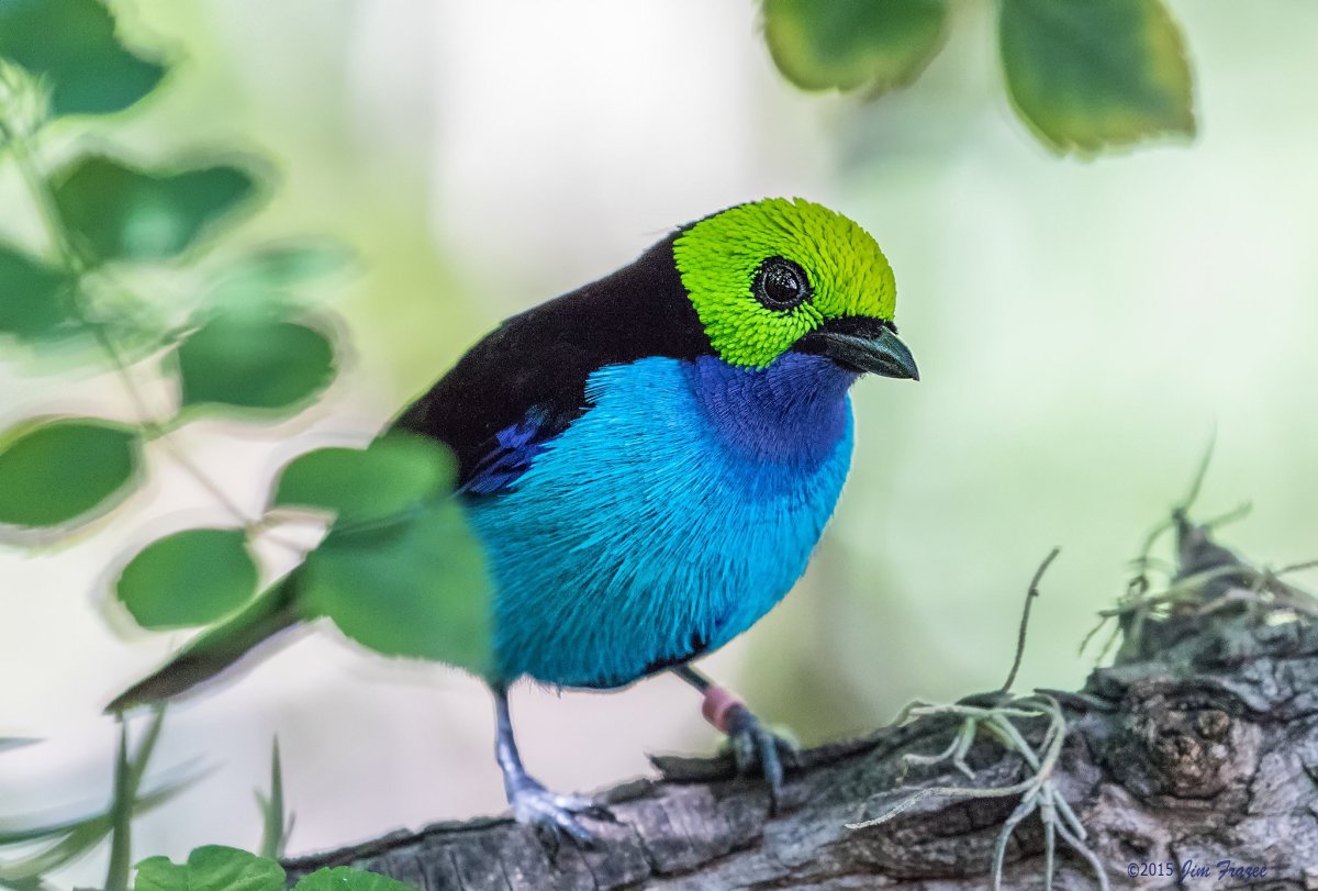 Бирюзовая танагра