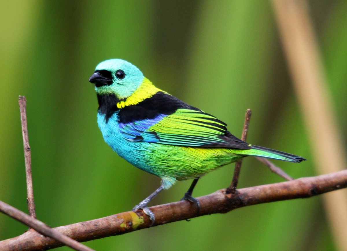 Зеленоголовая танагра