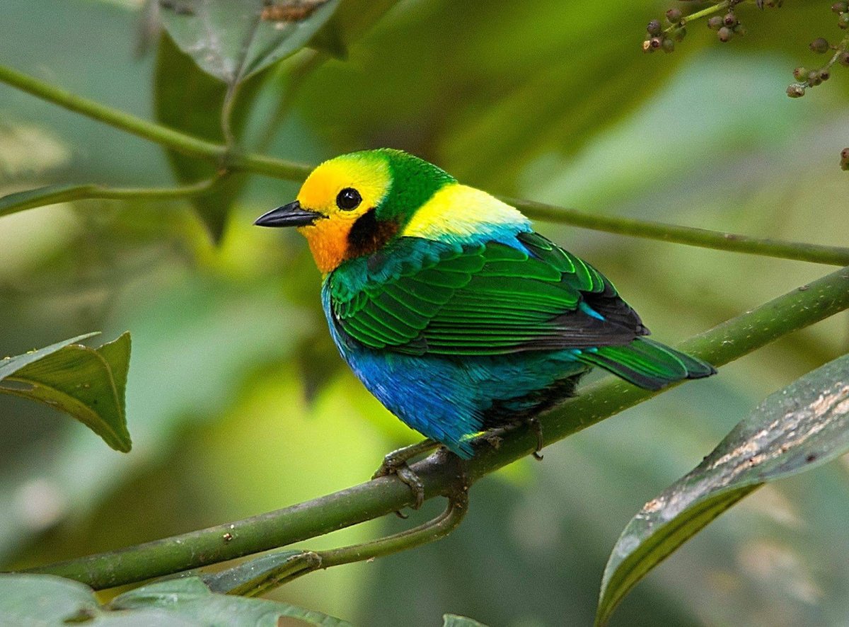 Зеленоголовая танагра