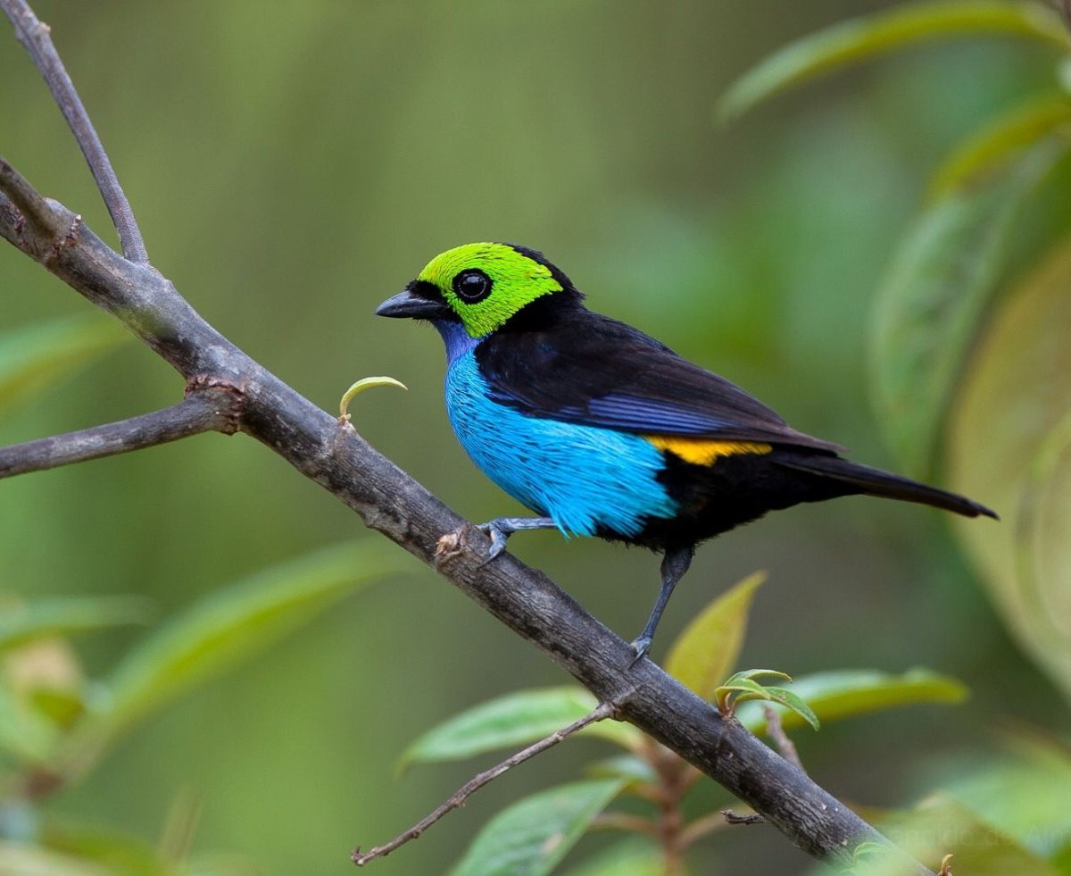 Синекрылая танагра