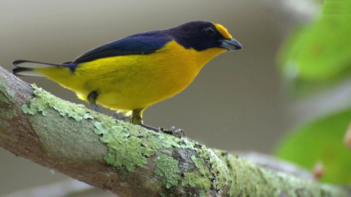 Алая пиранга