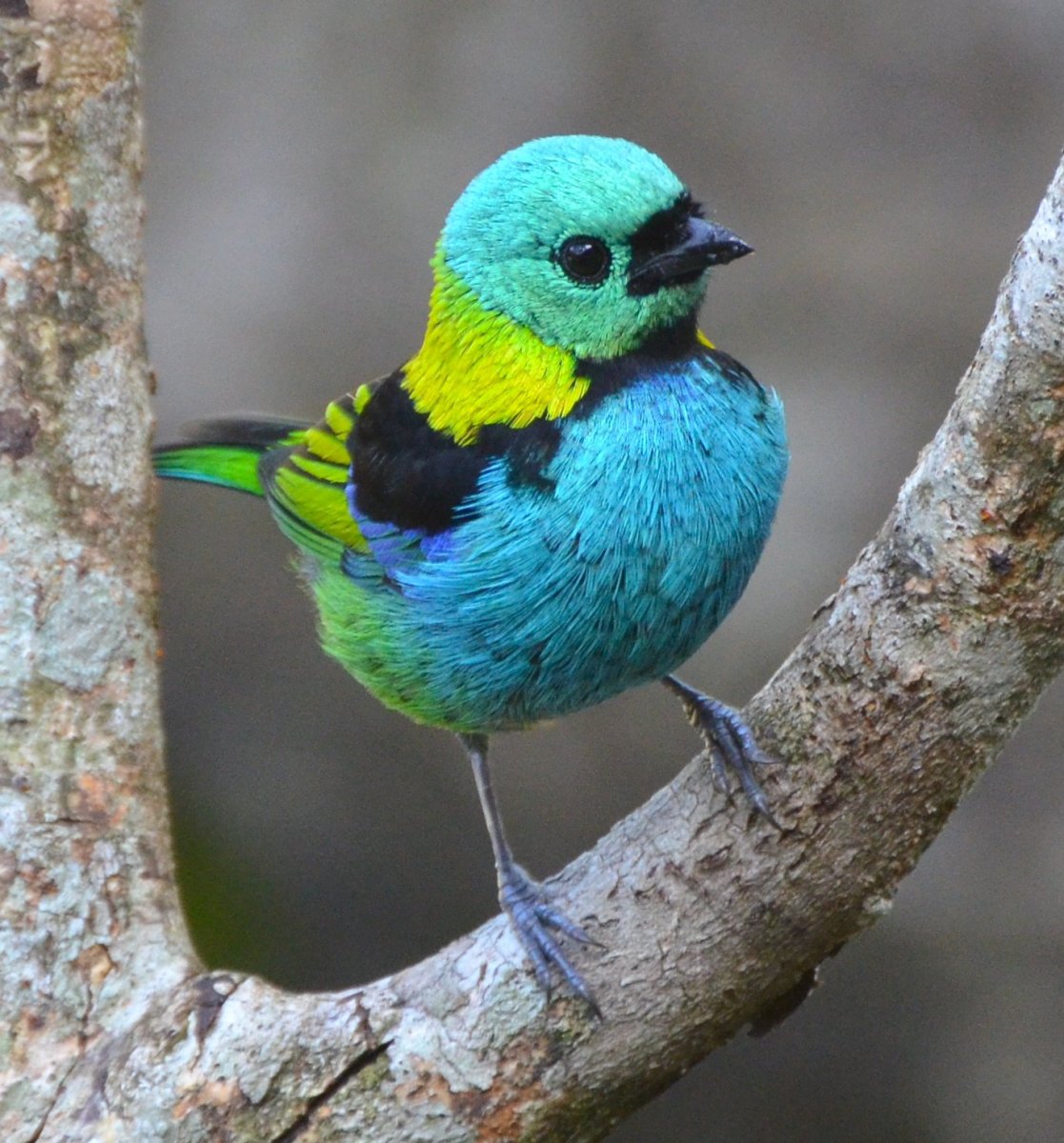 Red-necked Tanager