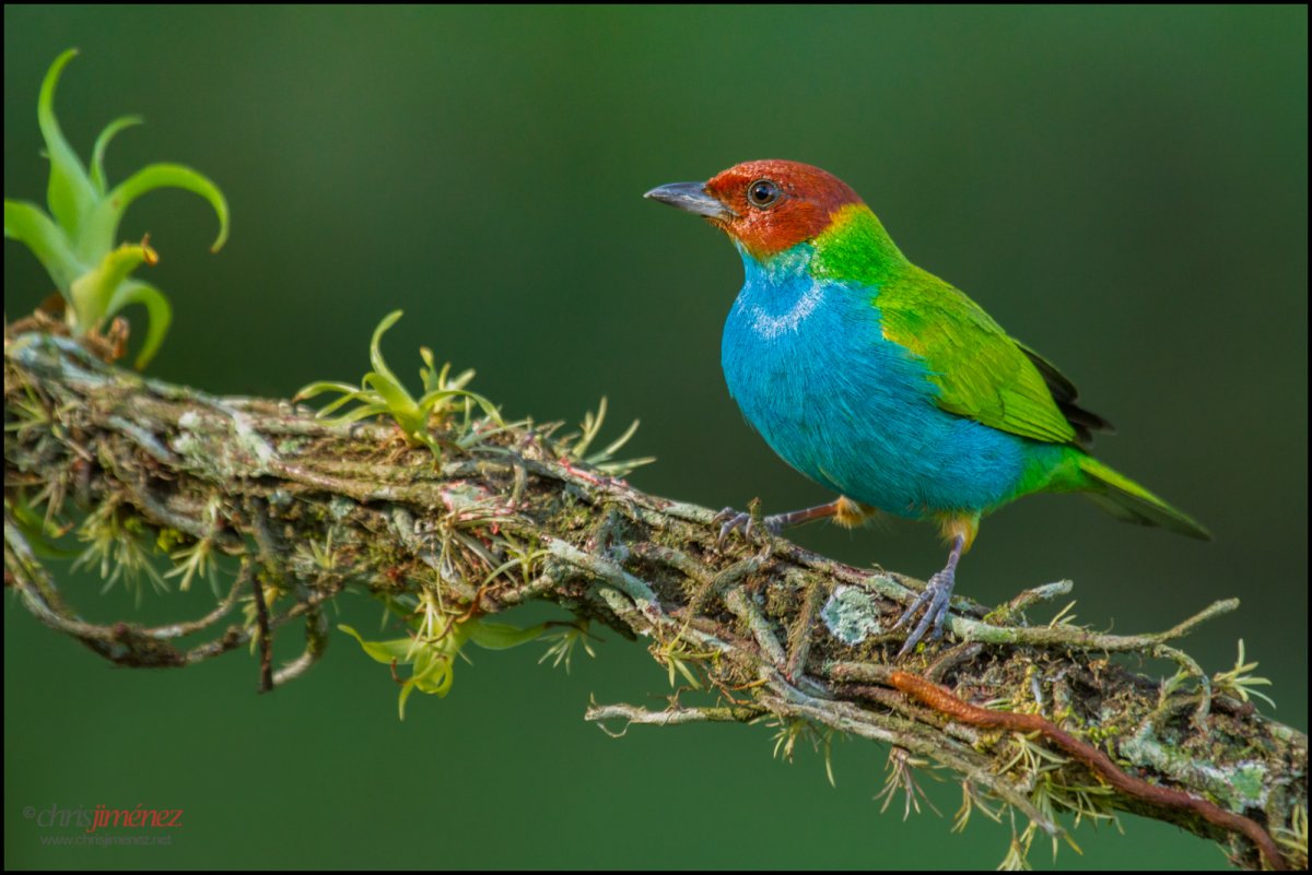 Лазурная танагра-медосос
