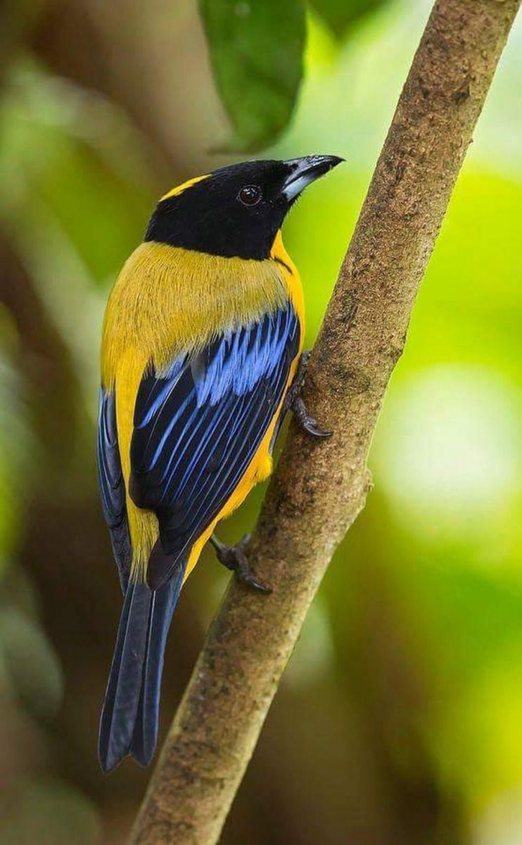 Синекрылая Горная танагра