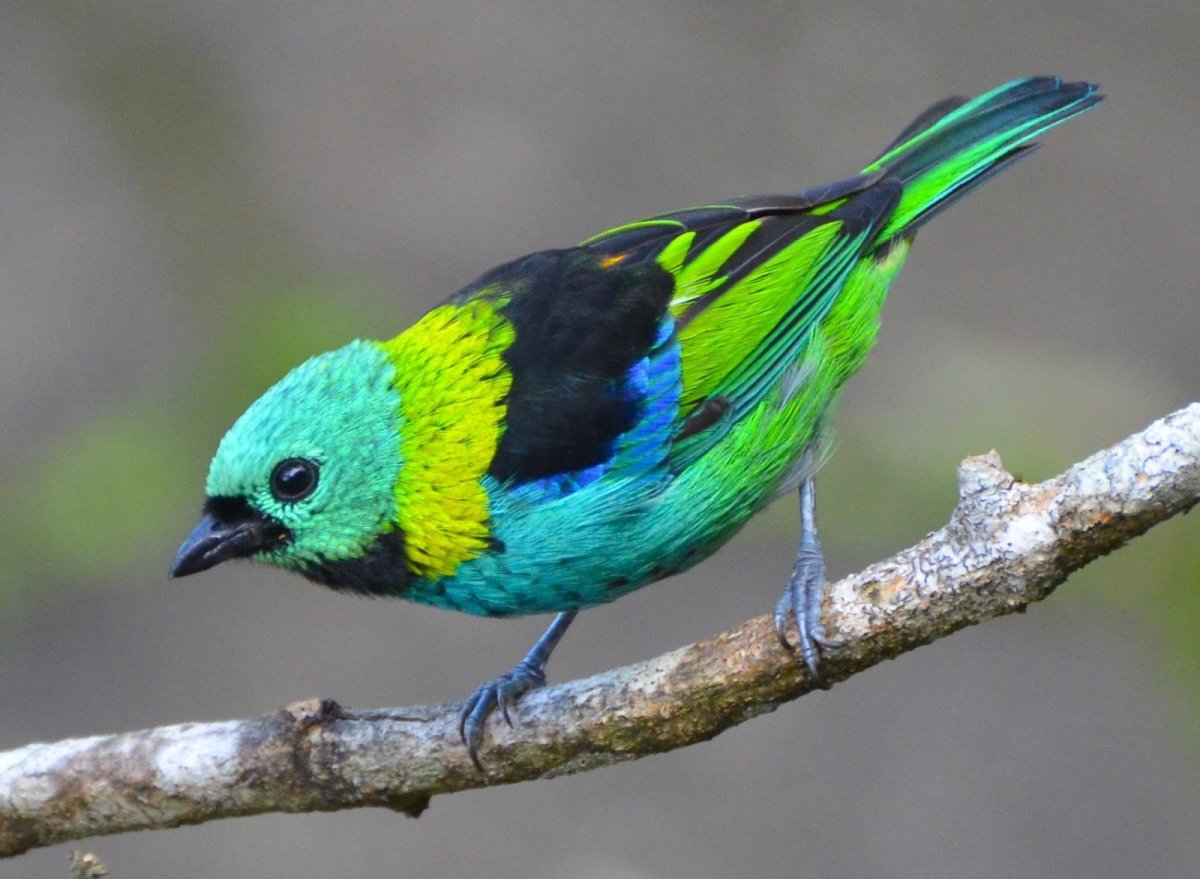 Пурпурная танагра-медосос