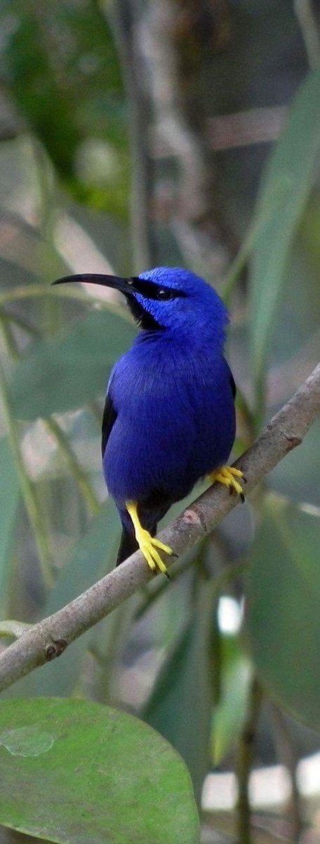 Синеспинная короткоклювая танагра