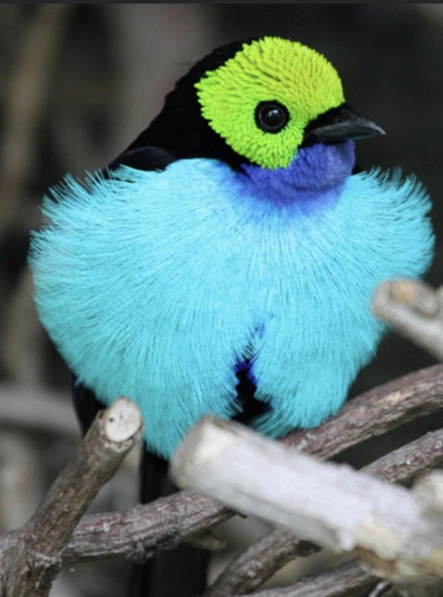 Птица Иволга голубая