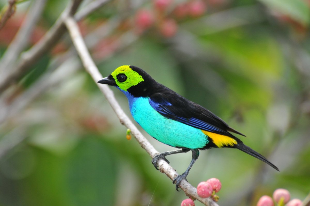 Райская танагра птица