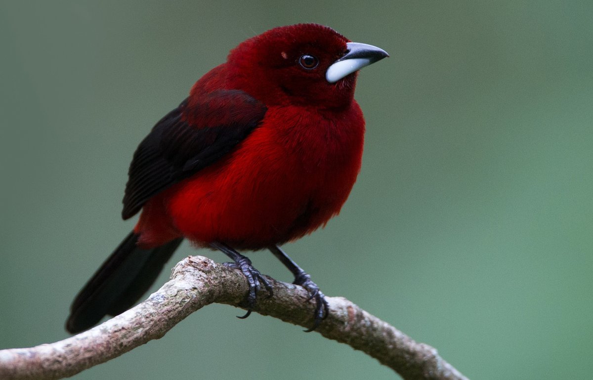 Glistening Green Tanager